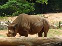 Black Rhino (2)